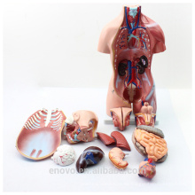 TUNK ANATOMIE 12021 Kunststoff 23 Teile 45 cm Mittleren Größe Dual-Sex PVC Menschlichen Körper Organe Anatomisches Torso Modell